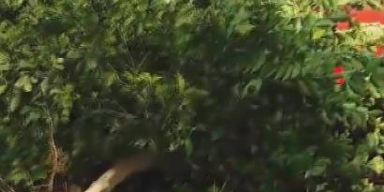 Tüccar "3 Tl’den Alırım" Deyince Tepki Gösteren Çiftçi, Limon Ağacını Söktü