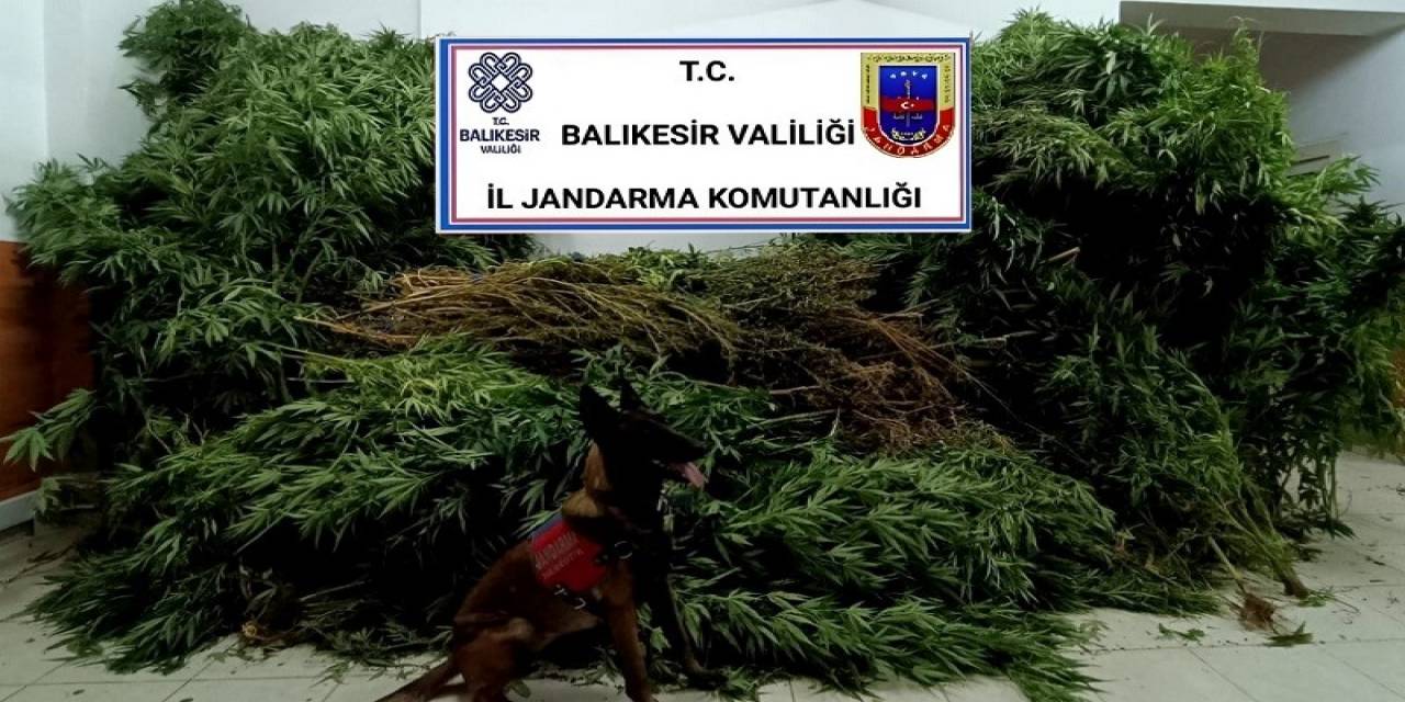 Gömeç İlçesinde Uyuşturucu Operasyonu