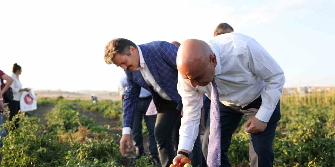 Keçiören’de Belediyesinin Bostanlarında Hasat Yapıldı