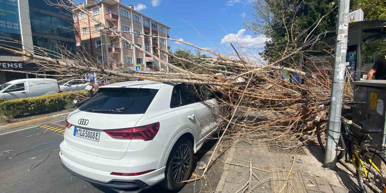 Tatile Geldi, Otomobilin Üstüne Ağaç Devrildi