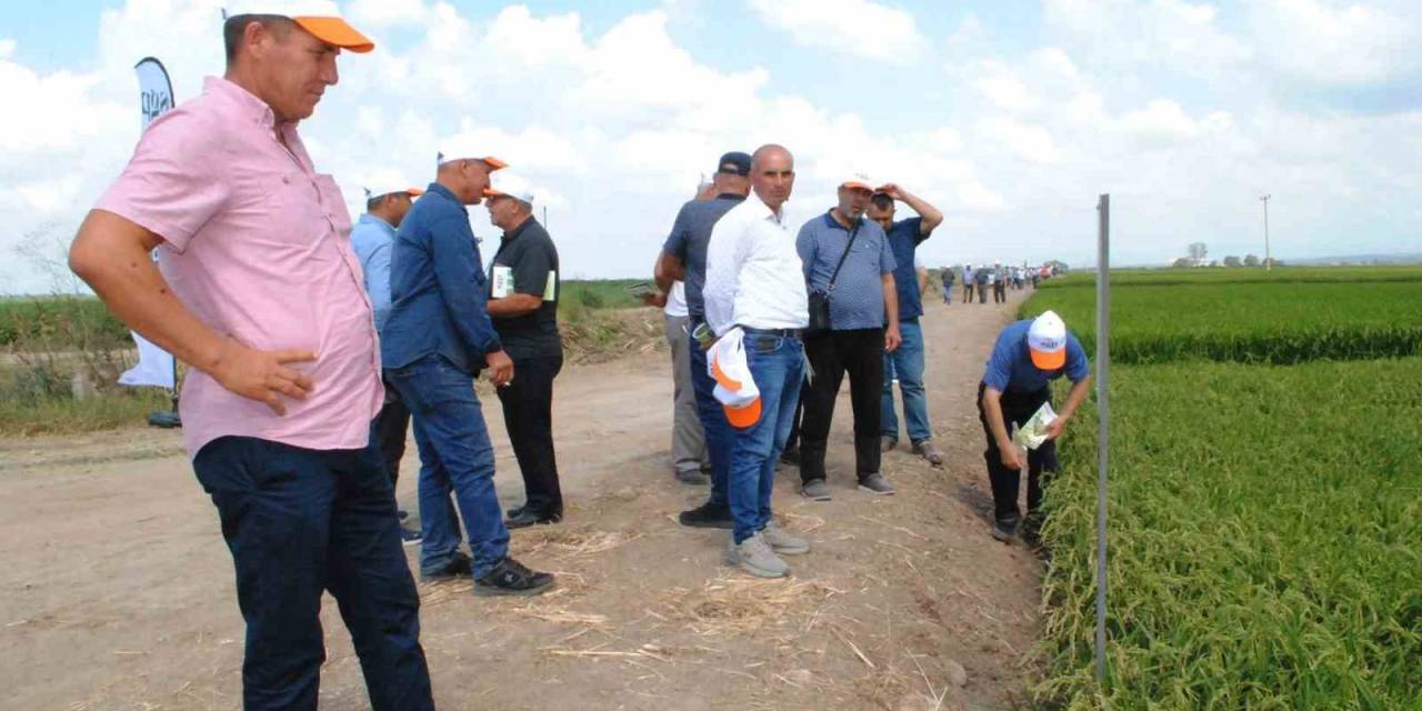 Manyas’ta Çeltik Tarla Günü Düzenlendi