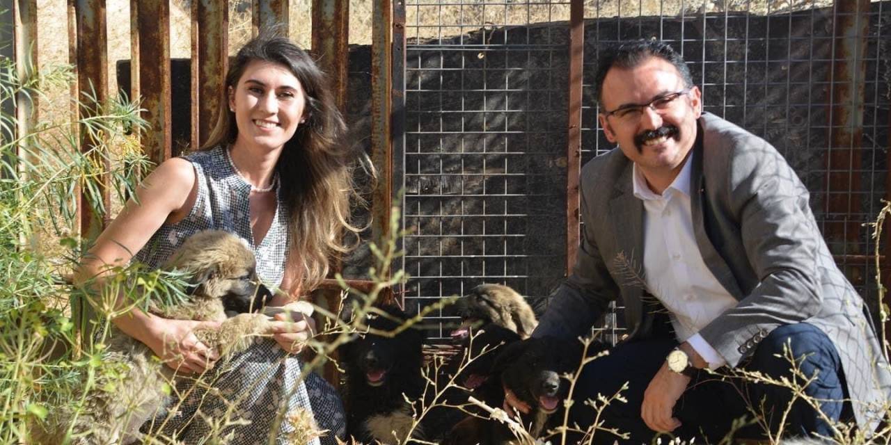 Sahipsiz Yavru Köpeklere Kaymakam Ve Eşi Sahip Çıktı