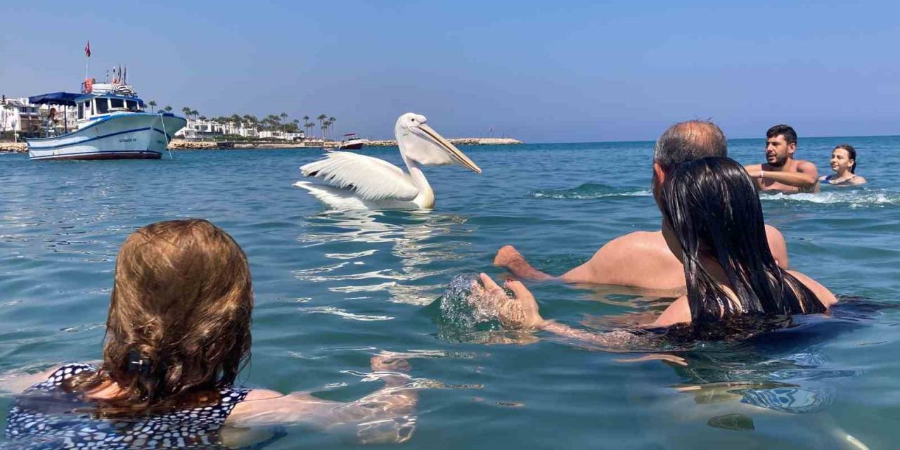 4 Pelikan Denizde Tatilcilere Eşlik Etti, Renkli Görüntüler Ortaya Çıktı