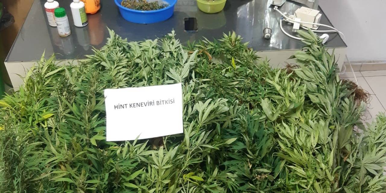 Evin Balkonunu Uyuşturucu Bahçesine Çevirmişler