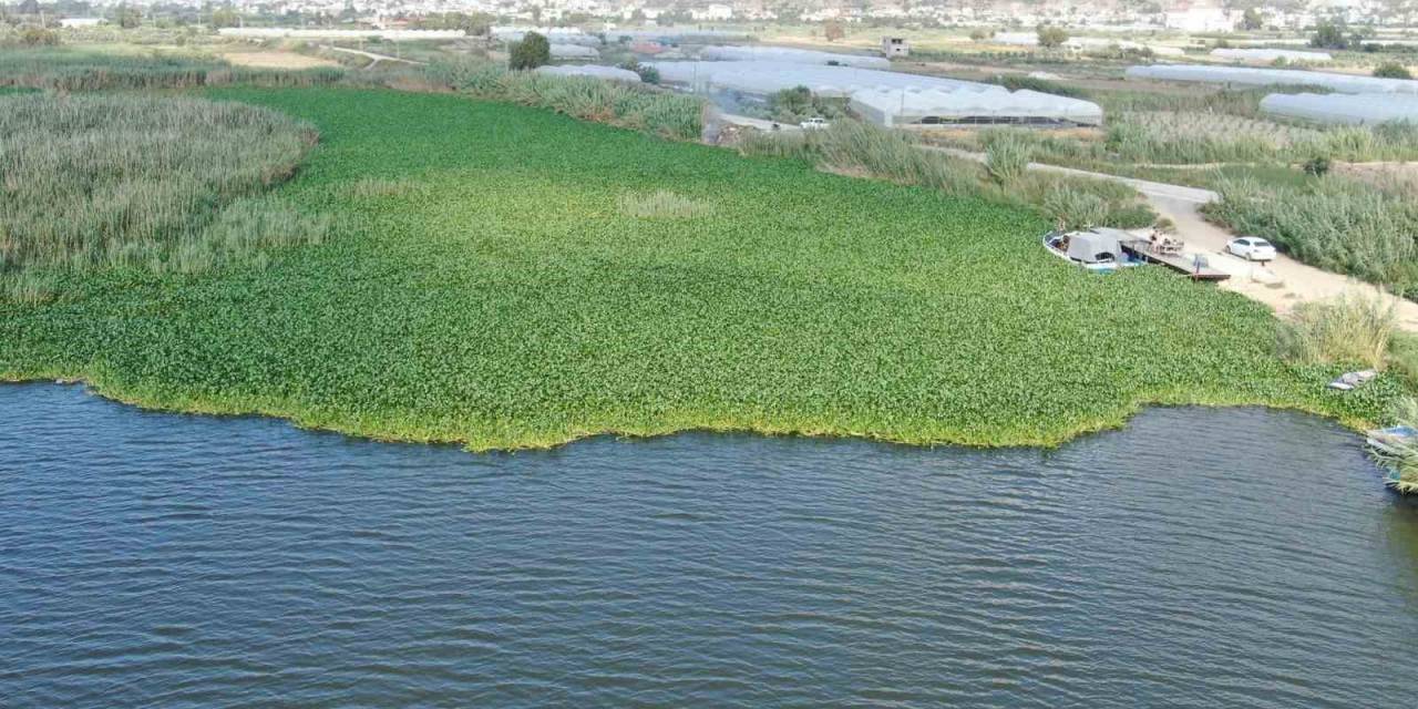 Boyutları 1 Metreyi Bulan Su Sümbülleri Asi Nehri’ni Adeta Esir Aldı
