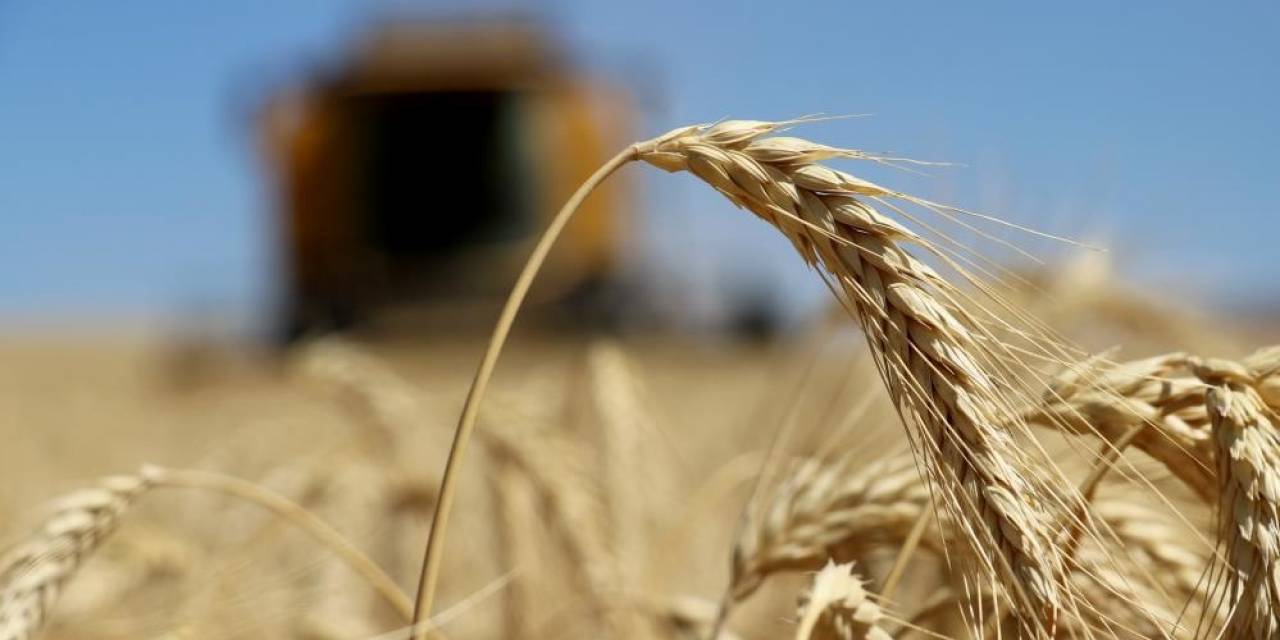 Sivas’ta Hububat Rekoltesi Arttı, Kalite Düştü