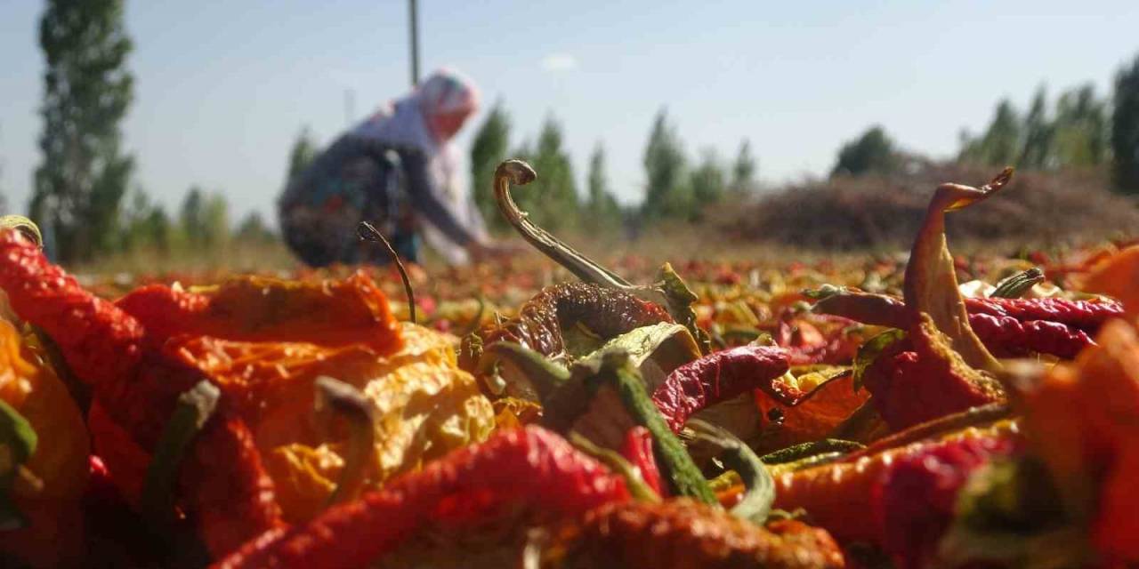 Muşlu Çiftçiler Ata Tohumundan Ürettikleri 50 Ton Sebzeyi Hem Kurutup Hem De Taze Olarak Satıyor