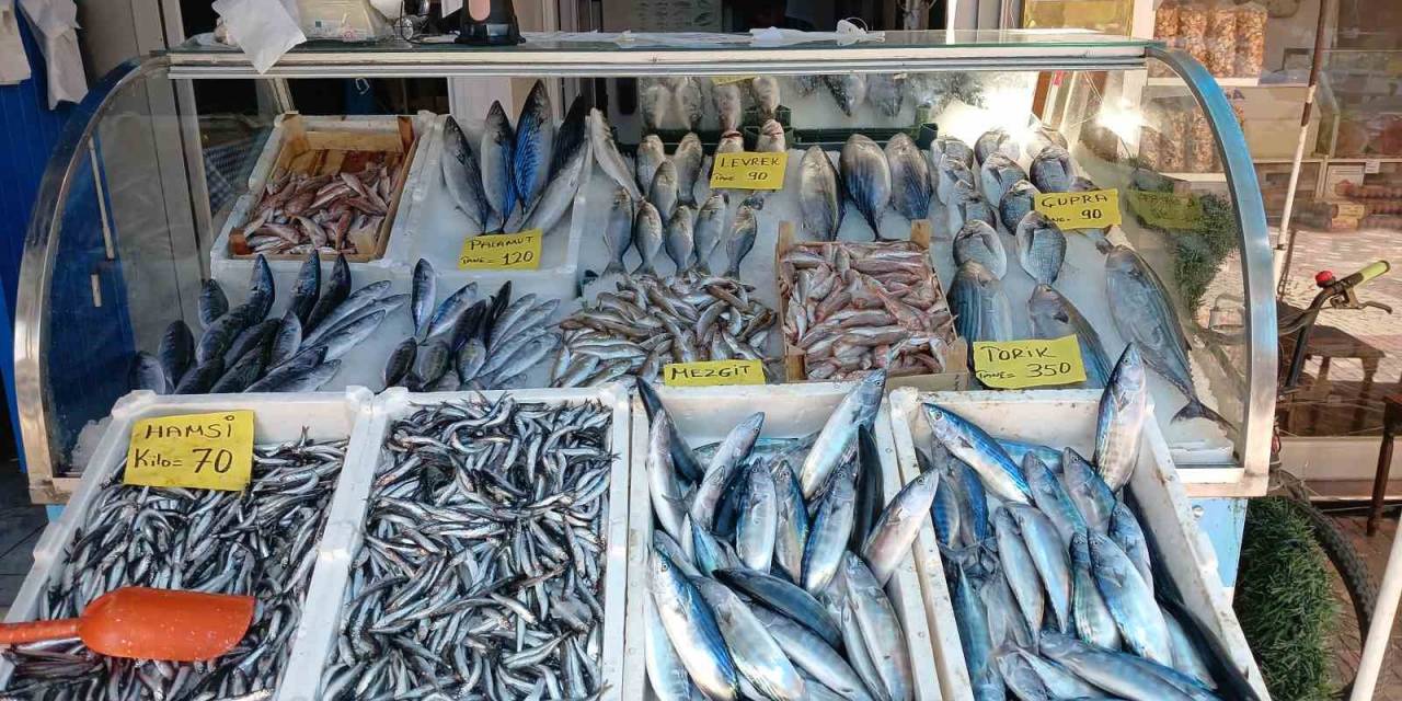 Palamut Sürpriz Yaptı