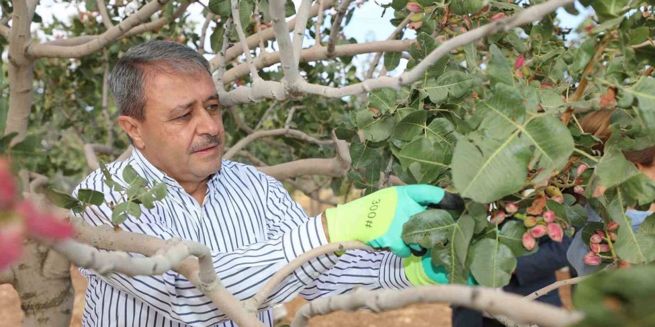 Fıstığın Başkentinde Hasat Heyecanı