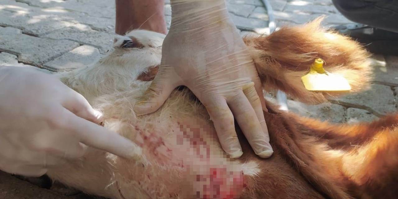 Batman’da Sokak Köpekleri Besicilerin Korkulu Rüyası Haline Geldi