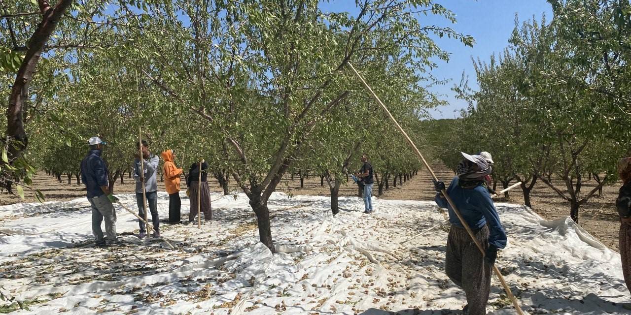 Hibe Desteğiyle Kurulan Badem Bahçesinde Hasat Başladı