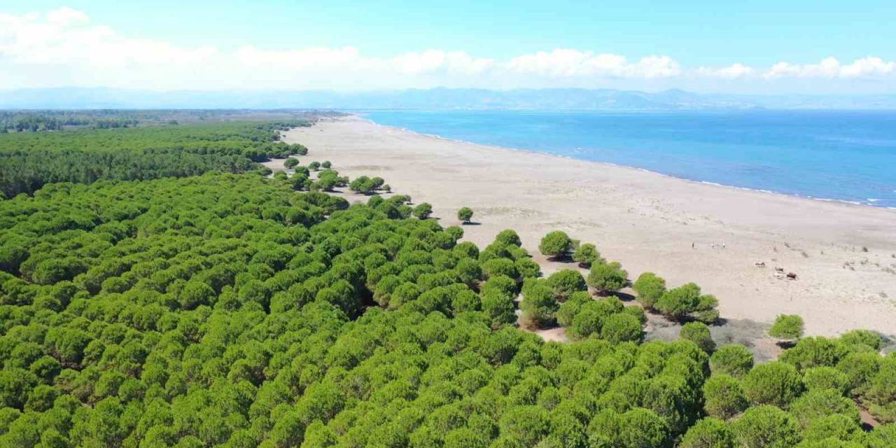 Çarşamba’ya ‘Baykuş Orman Okulu’