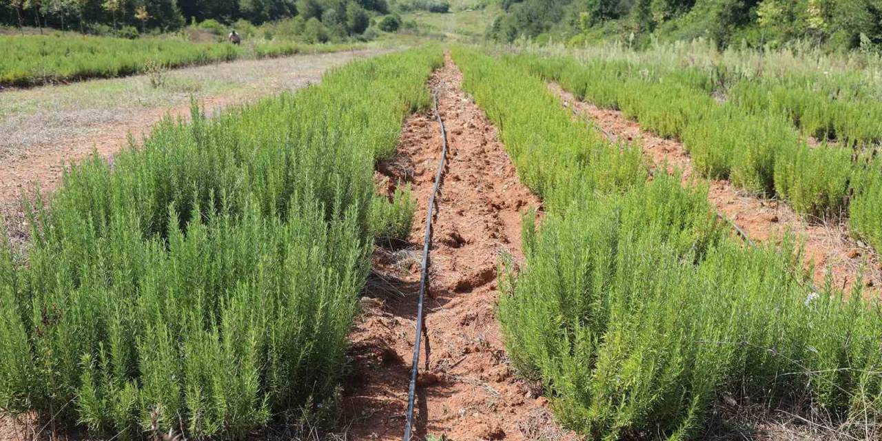 Botanik Vadisi’nde Biberiye Zamanı: Hedef 15 Ton