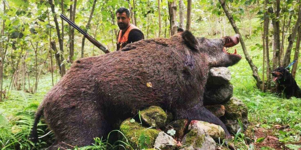 Trabzonlu Avcılar 300 Kiloluk Domuz Avladı