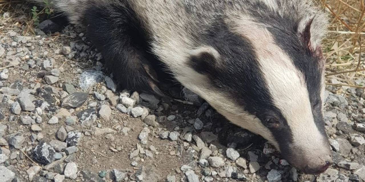 Türkiye’de Nadir Görülüyordu, Ölüsü Bulundu