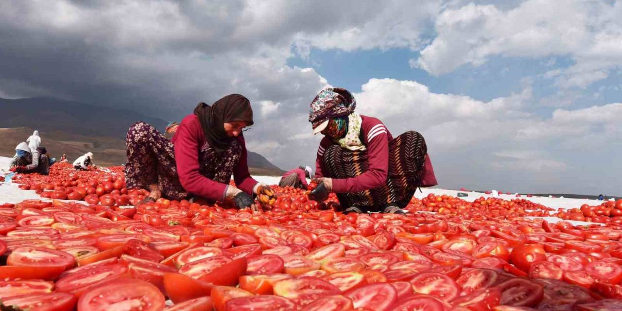Bitlis’ten İtalya Ve Avrupa’ya Kurutmalık Domates
