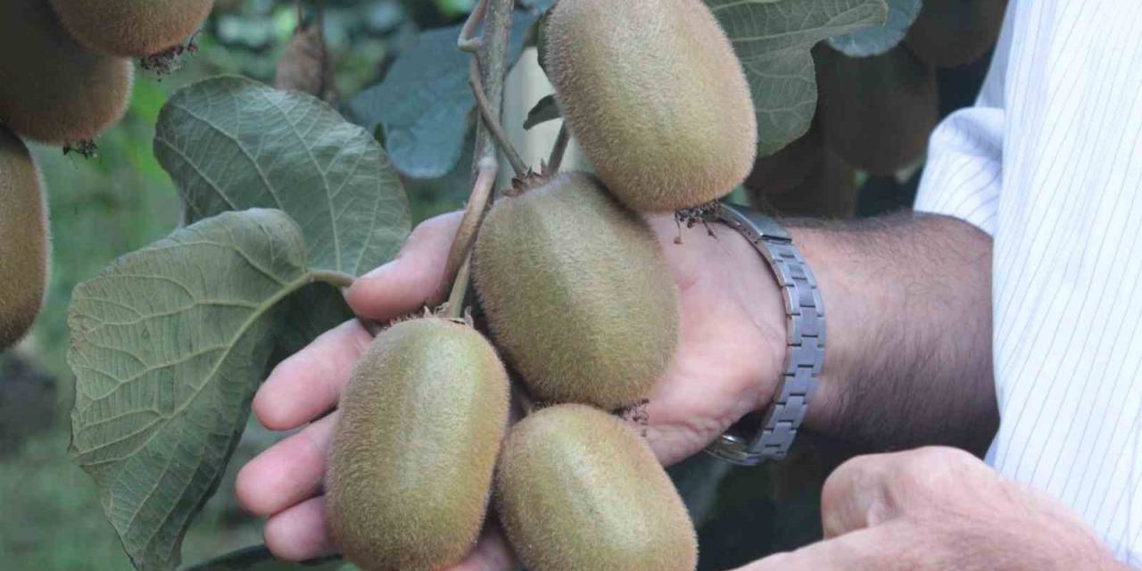 Ordu Kivisinde Rekolte Düşüşü