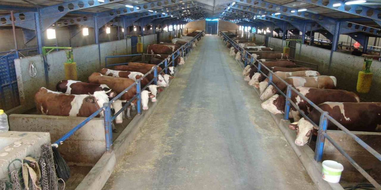 Devletten Aldığı Destek İle Babasından Kalan Ahırı Modern Çiftliğe Çevirdi