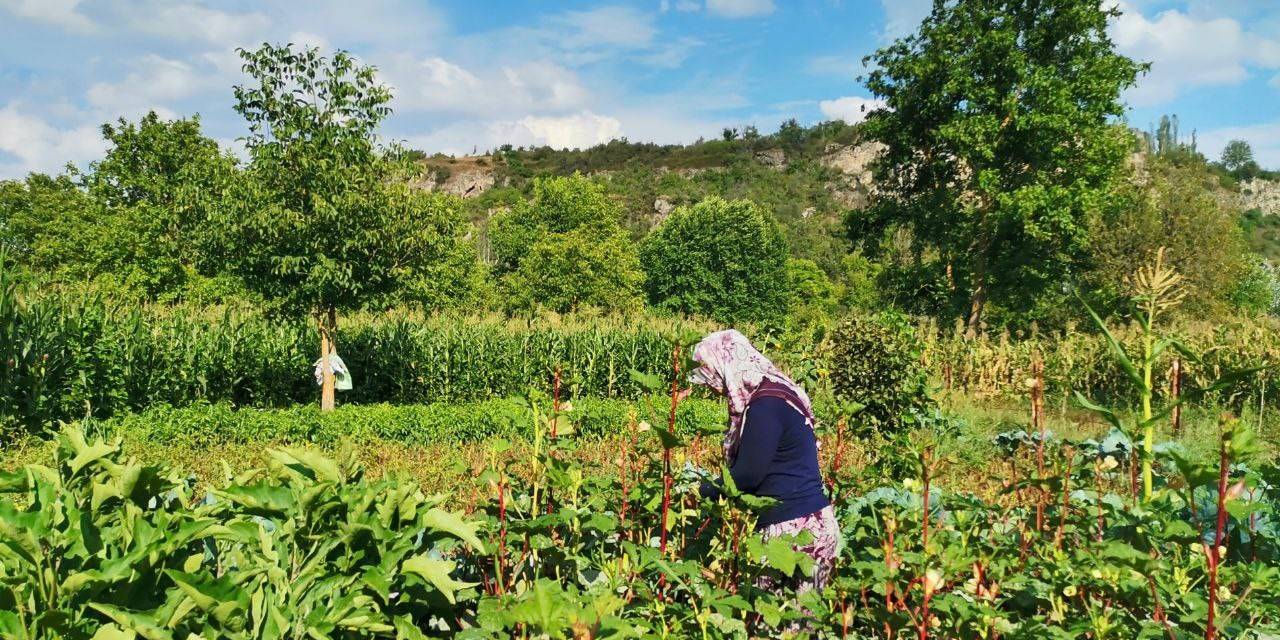 Gedizli Köylüler Ata Tohumu Özlemi Çekiyor