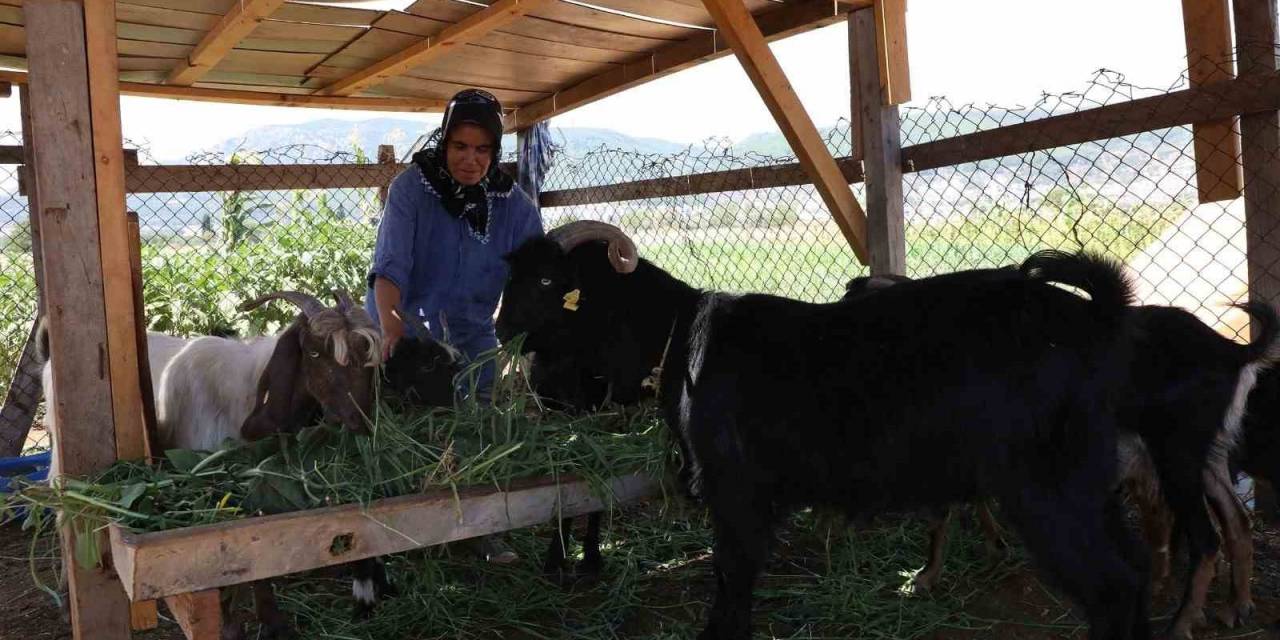 Kıl Keçisi Projesi İçin Son Başvuru 15 Eylül’e Uzatıldı