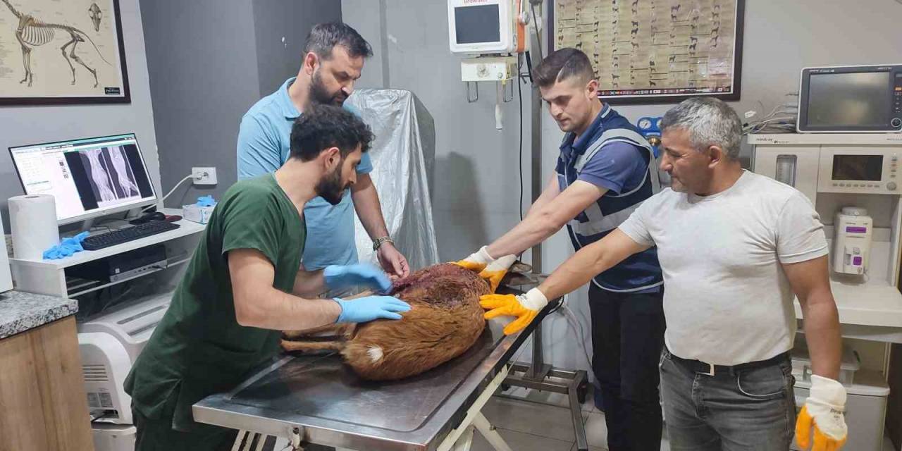 Ünye’de Yaralı Karaca Tedavi Altına Alındı