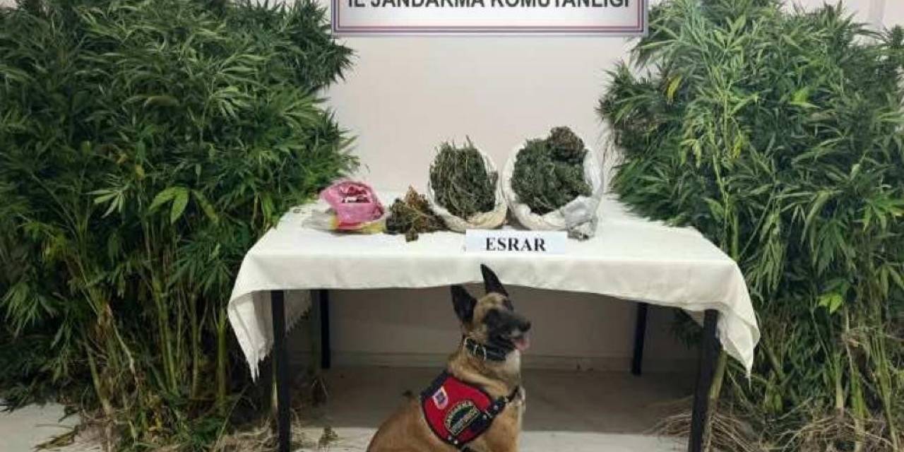 Kars’ta Uyuşturucu Tacirleri Dedektör Köpek Termal’a Takıldı