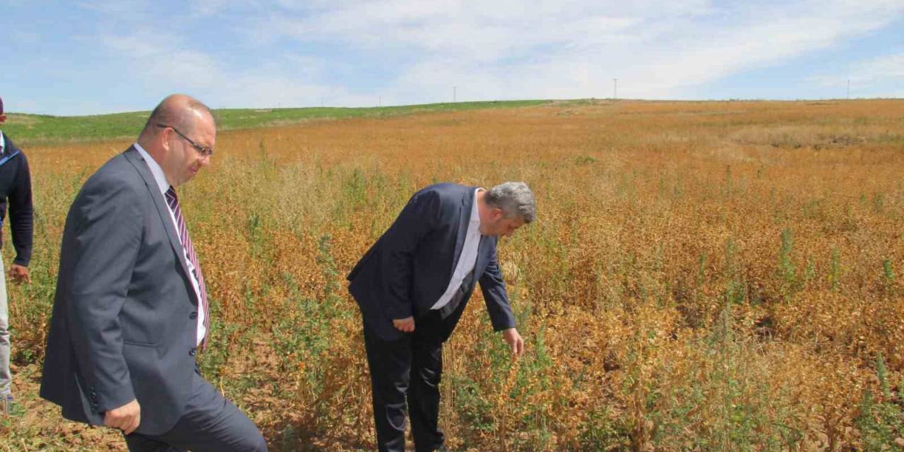 Başkan Altun Ve Kaymakam Gülen’den İhtiyaç Sahipleri İçin Aspir Hasadı