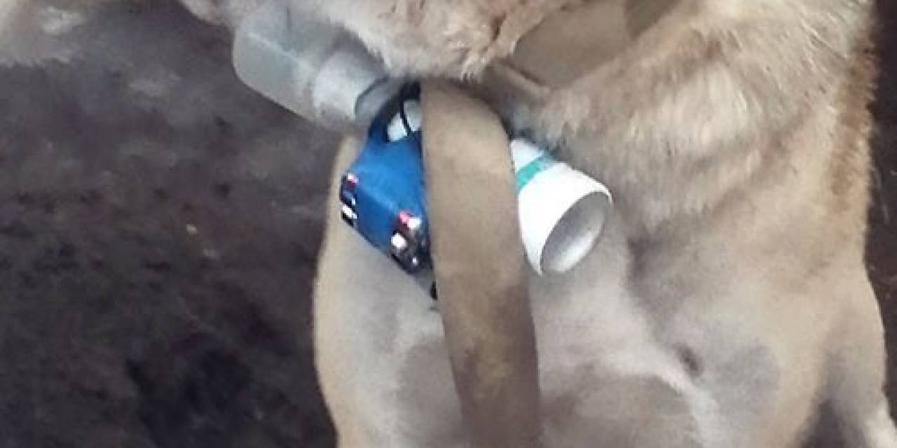 Ermeni Silahlı Gruplar, Eyp Bağladıkları Köpek İle Karabağ’da Azerbaycan Askerlerini Hedef Aldı