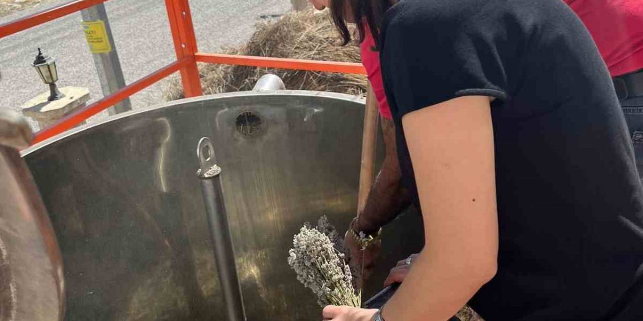 Bayburt’ta Lavanta Yağı Seri Üretim Çalışmalarına Başlandı