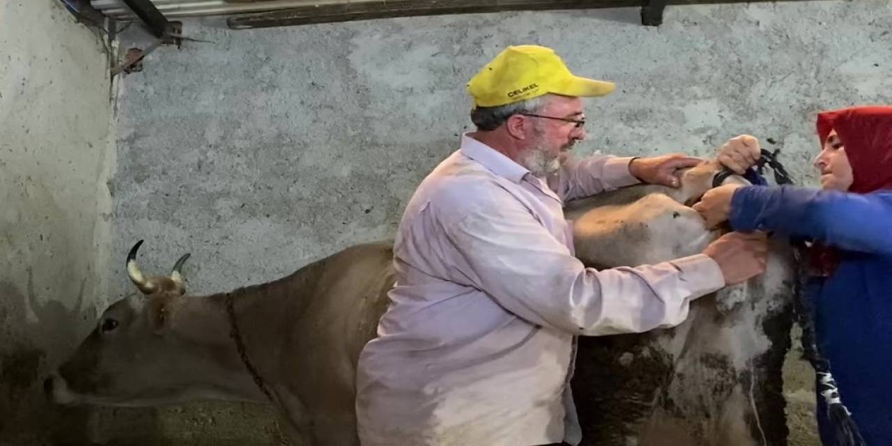 Kurdun Saldırdığı İneğe Yapay Kuyruk Yaptılar