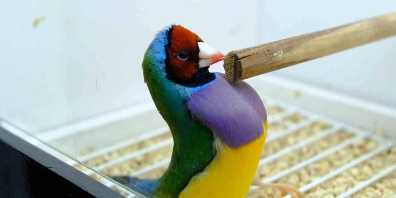 Egzotik Kuşların Kameraya Yansıyan Kur Dansları Renkli Görüntüler Oluşturdu