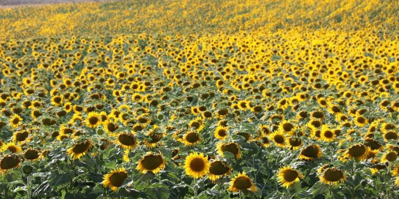 İzdihama Neden Oluyordu, Sivas’ta Binlerce Dekar Alanda Ekimi Yapıldı