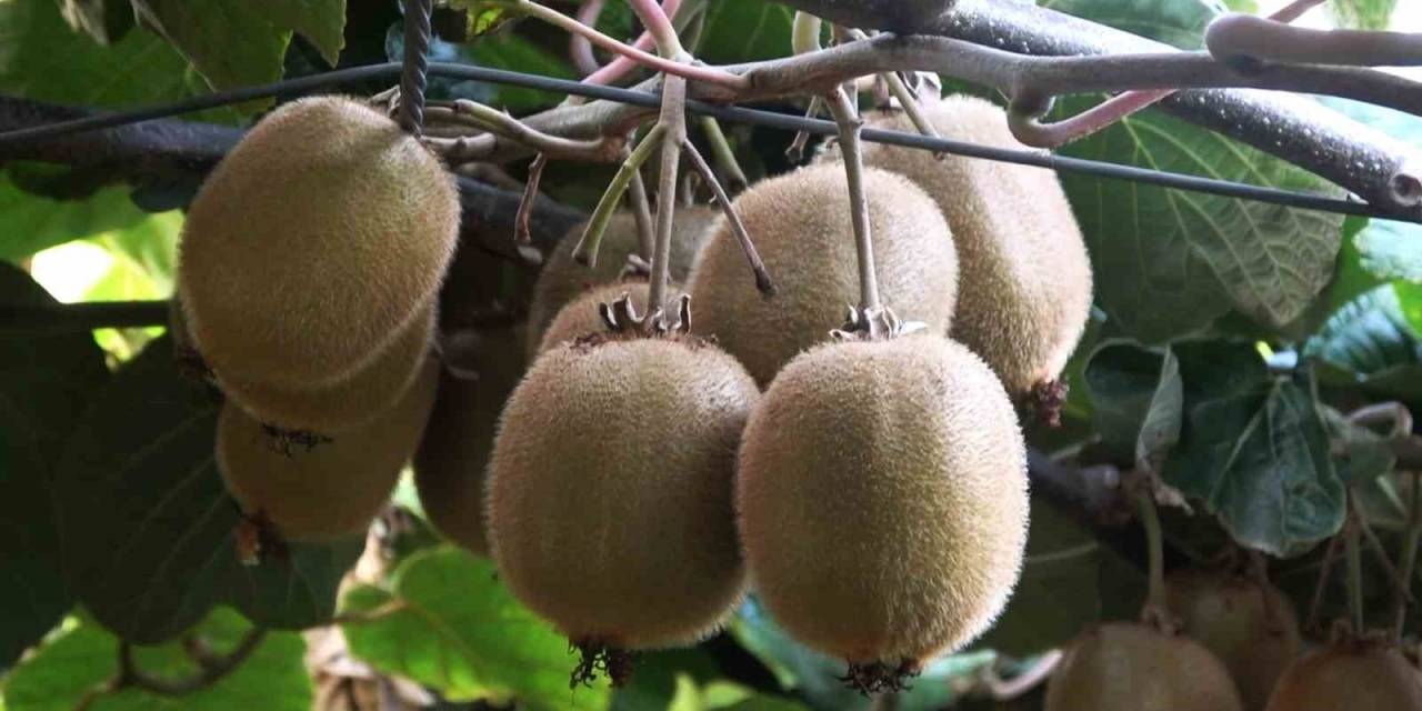 Yalova Kivisi Bu Yıl Üreticisinin Yüzünü Güldürecek