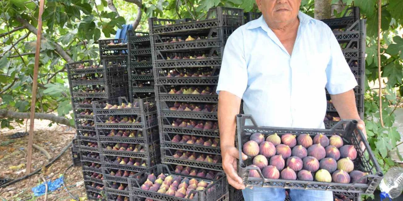 Antalya’da 800 Rakımlı Köyde İncir Hasadı Başladı