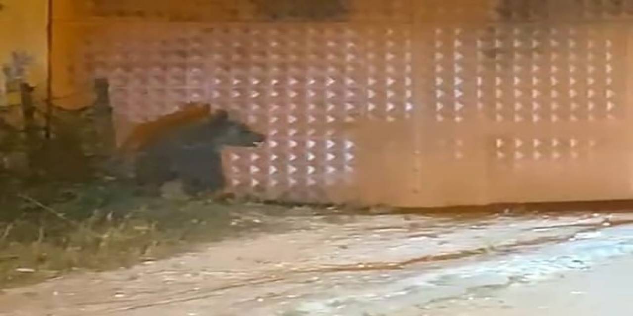 Bolu’da Aç Kalan Ayı Evlerin Yakınlarına İndi