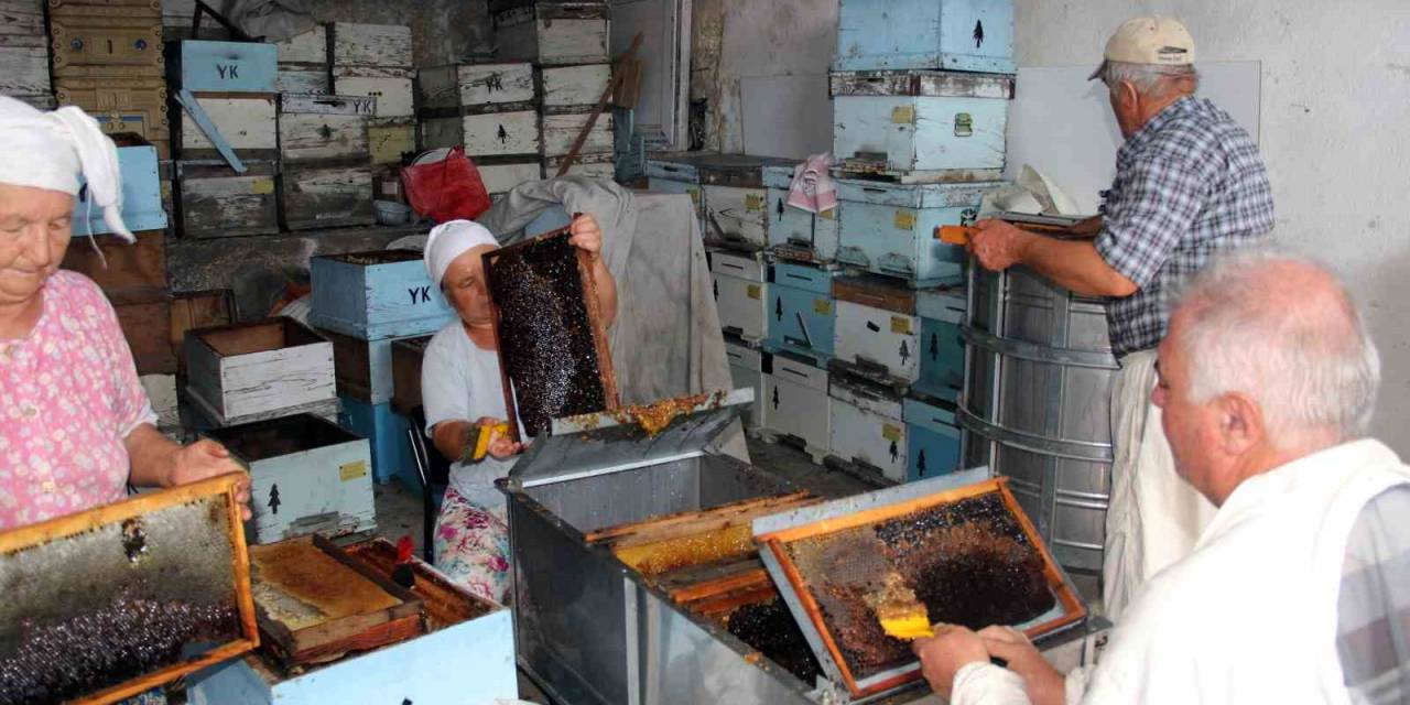 Çam Balında Rekolte Beklentisi 14-15 Bin Ton