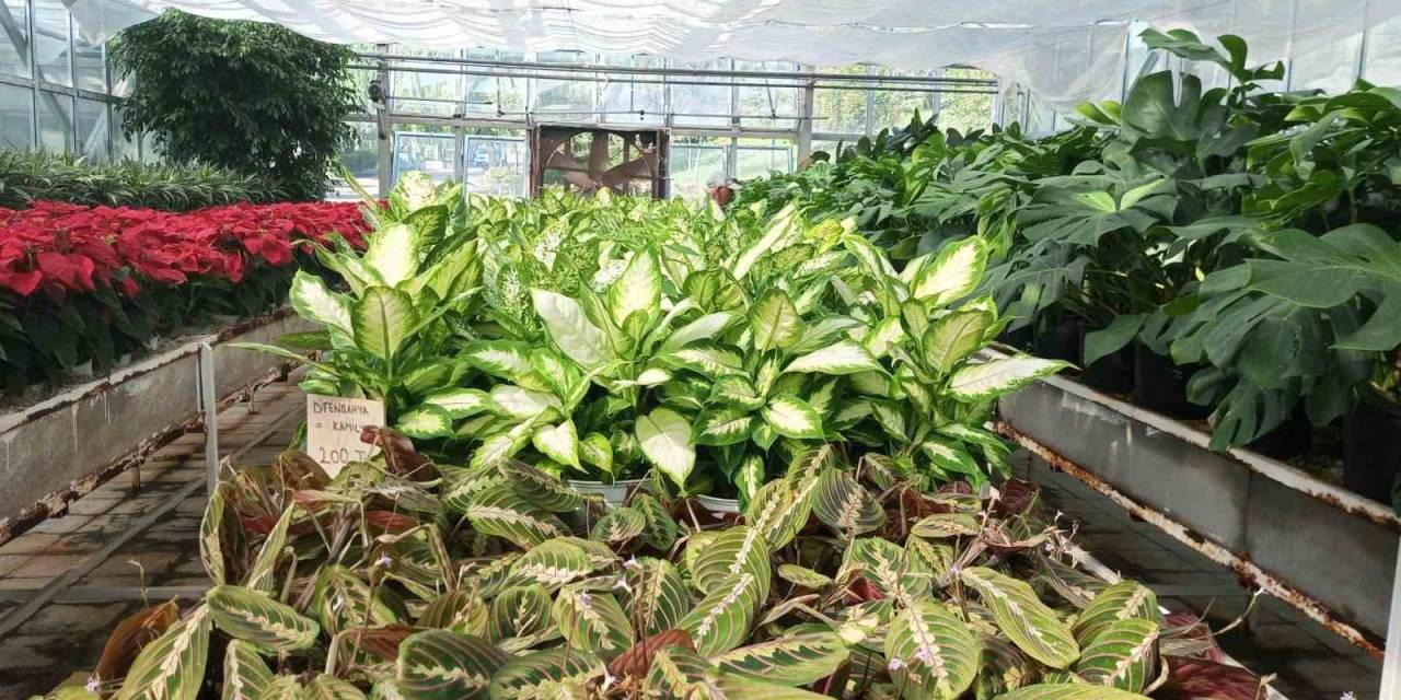 Sincan Belediyesinin Çiçek Serası Rengarenk