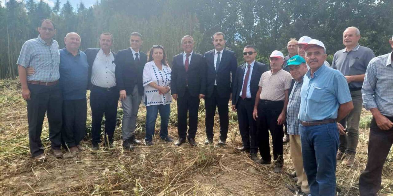 Tescilli Kenevirde Hasat Zamanı