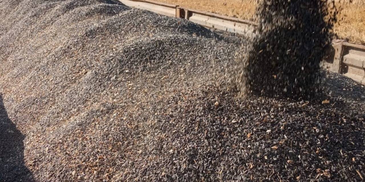 Kuraklık Ayçiçeğini Olumsuz Etkiledi