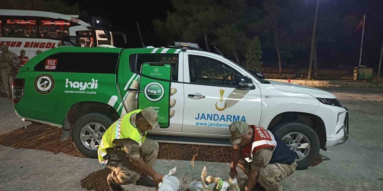Şanlıurfa’da Çuvallara Sarılmış Halde 4 Yaralı Ceylan Yavrusu Ele Geçirildi