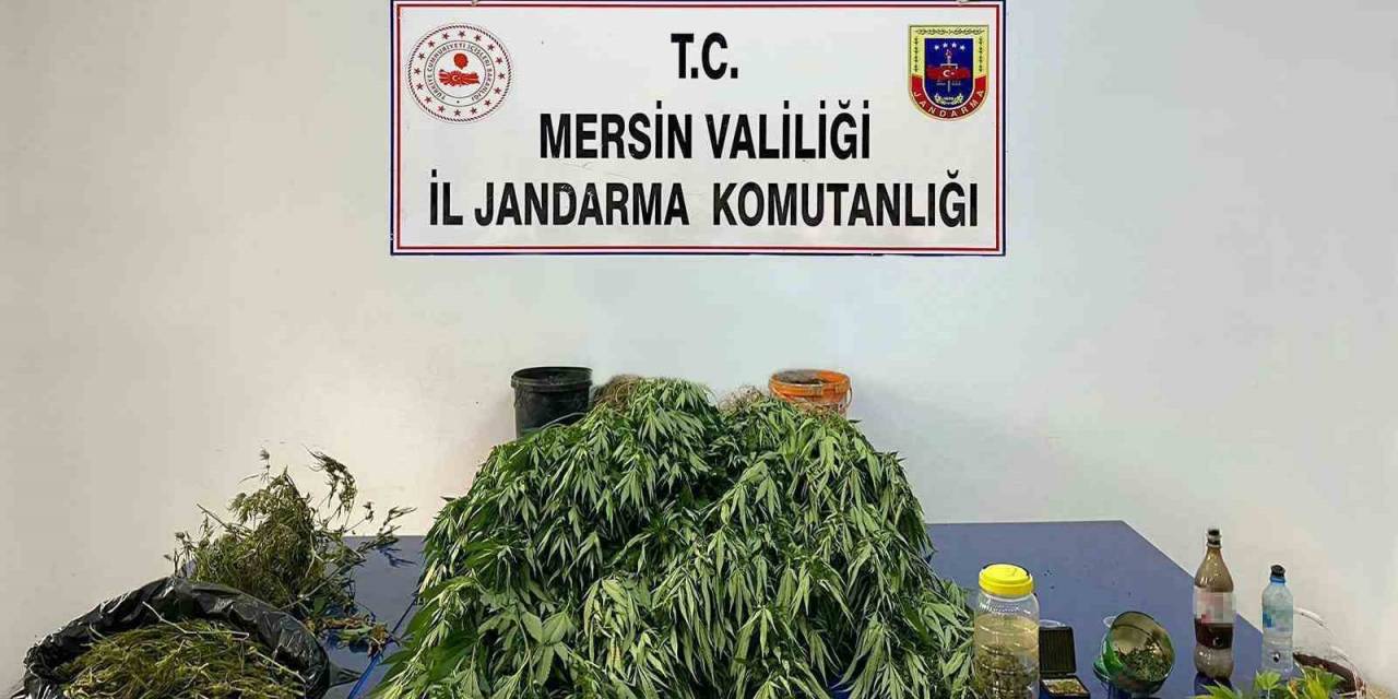 Mersin’de 5 Kilo 620 Gram Esrar İle 578 Kök Hint Keneviri Ele Geçirildi