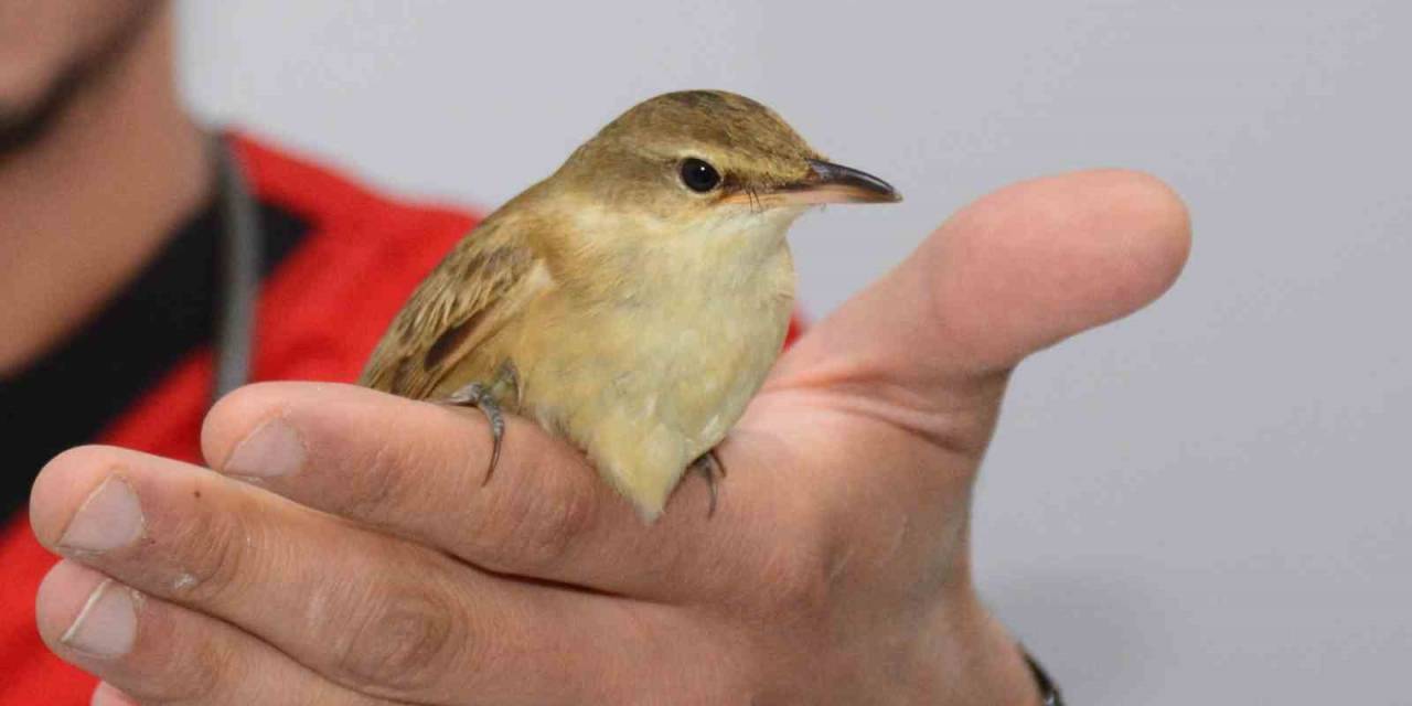 Kalp Masajı Yapılarak Hayata Döndürülen Kuş Tedavi Altına Alındı