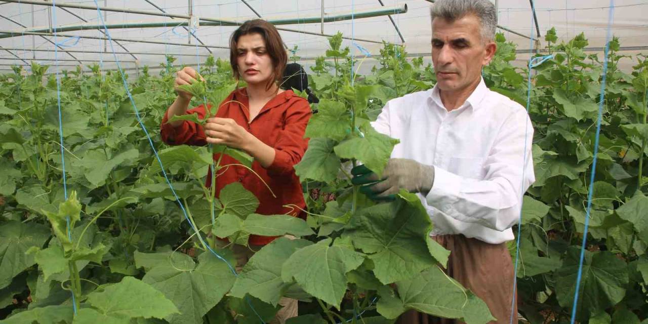 Derecik’te Seracılık Yaygınlaşıyor