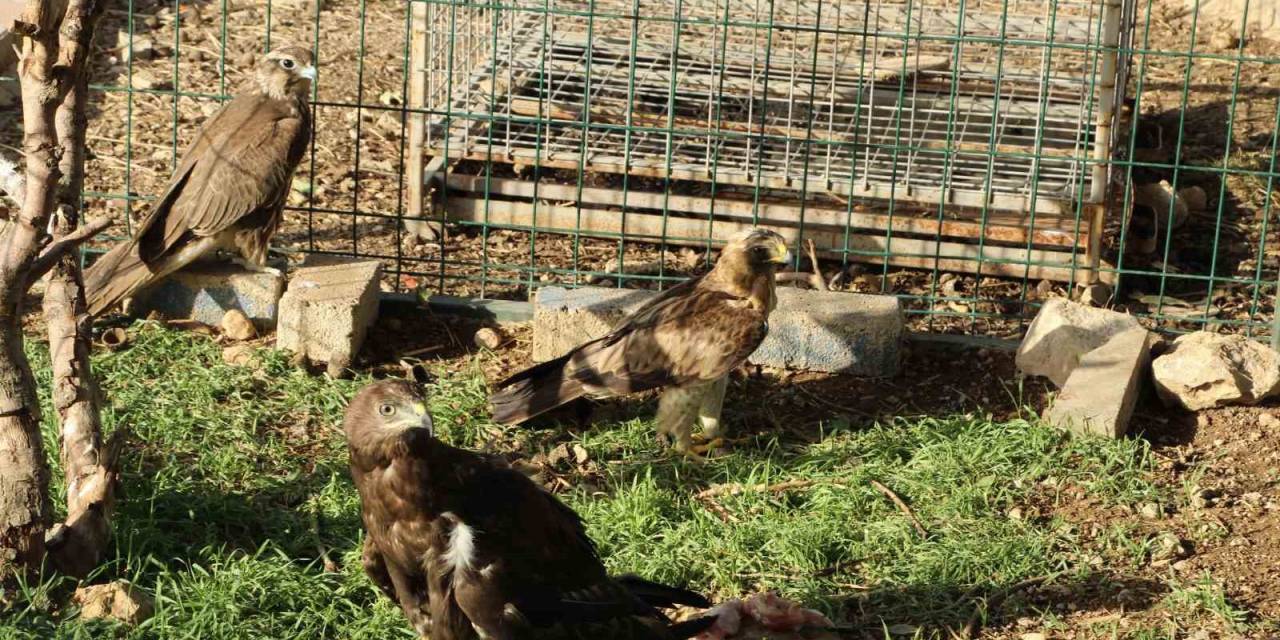 Bitkin Halde Bulunan Kuşlar Tedavi Altına Alındı
