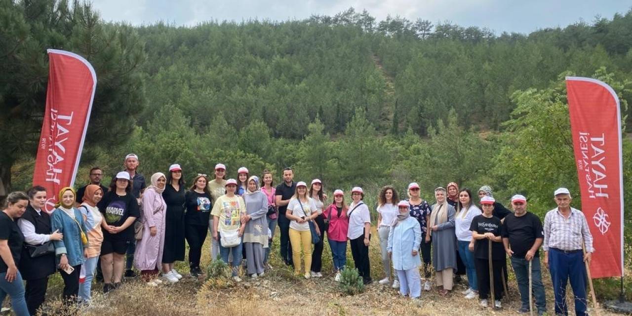 Sağlık Çalışanları Ağaçların Da Bakımını Yaptı