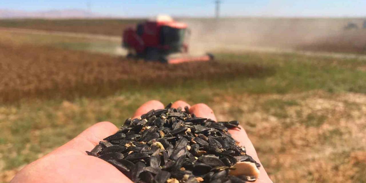 Konya Ovası’nda 640 Bin Dekarlık Alanda Ayçiçeği Hasadı Başladı