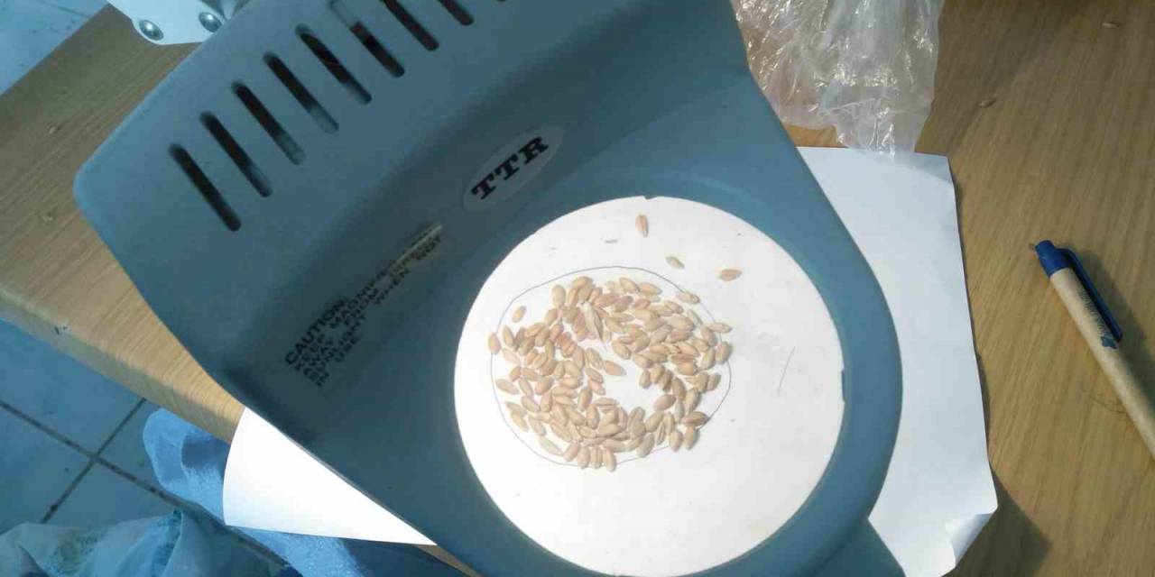 Eskişehir’de Süne Mücadelesi Sonbaharda Da Devam Edecek