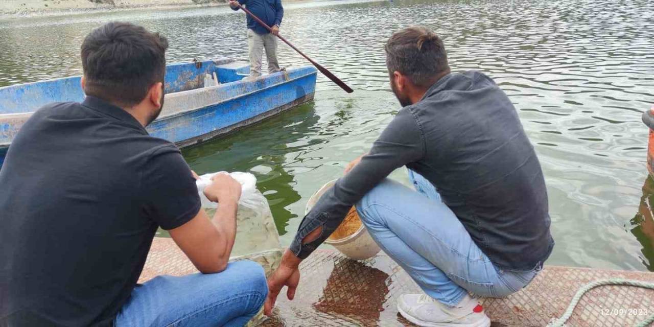Erbaa’da Baraj Ve Göletlere 6 Bin Sazan Yavrusu Bırakıldı