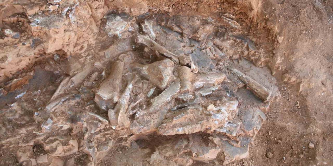 Denizli’de 9 Milyon Yıl Öncesine Ait Oklu Kirpi Ve Kuş Fosili Bulundu