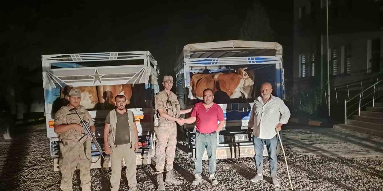 Siirt’te Çaldığı Büyükbaş Hayvanı Satarken Yakalanan Hırsız Tutuklandı